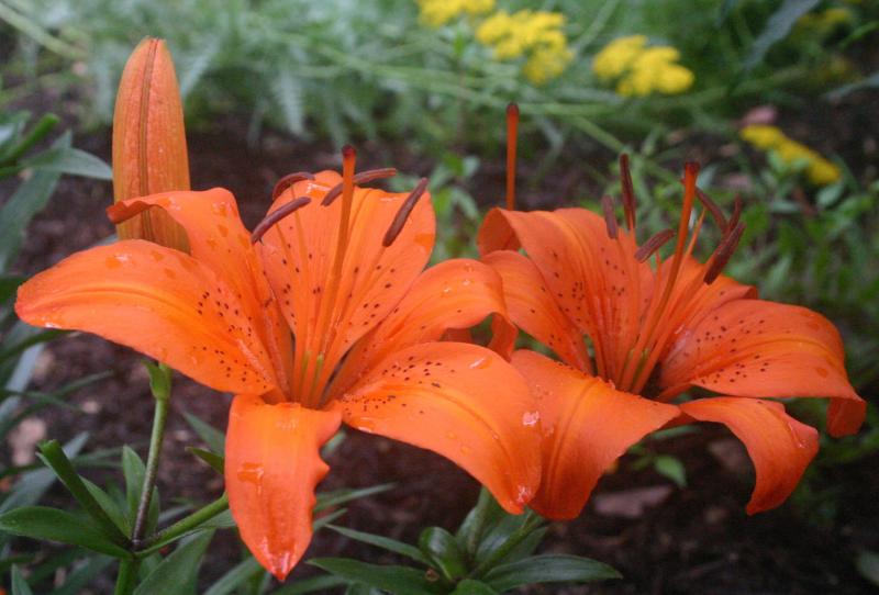 Pair of lilies auggesting happy couple with buds in background suggesting children